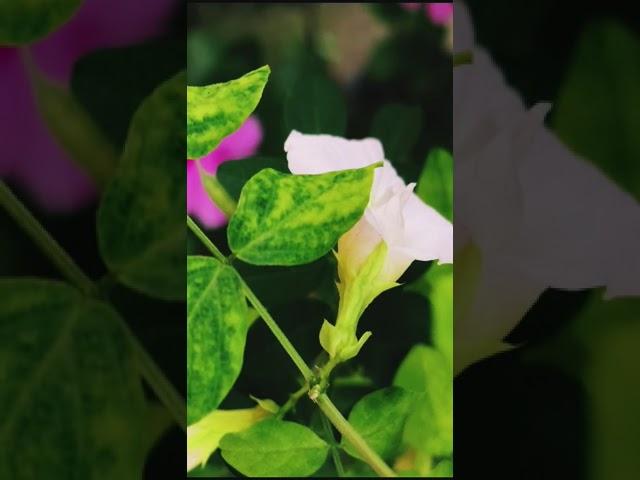 White Butterfly pea flower/white Aparajita, spring flowering  plant #viralvideo #foryou #nature