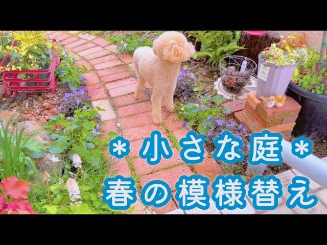 【移植で春の庭作り】レンガの小径まわりに常緑小花を植える/半日陰でも可愛く咲く花/春の1年草の移植で庭の仕上げ/ベロニカオックスフォードブルーの株分け/セリンセマヨールの植え場所