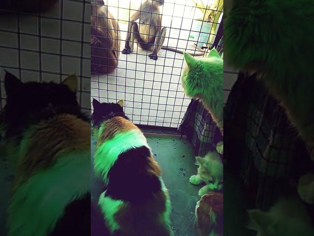 Cat  Vs Monkey ️️