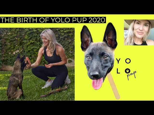 The birth of YOLO PUP | Interview with Jillian Wilson, Creator of YOLO PUP