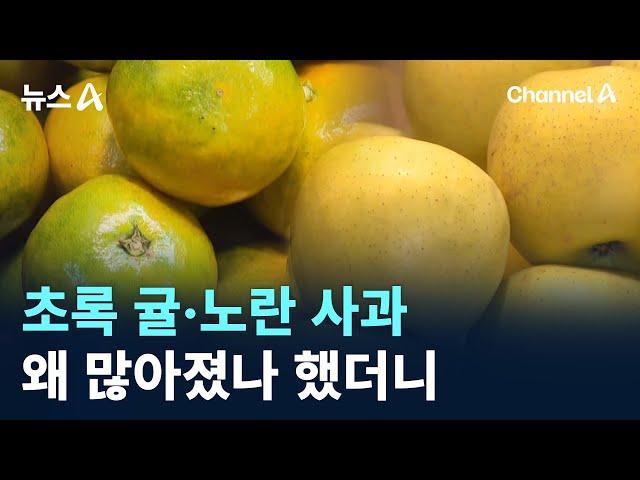 초록 귤·노란 사과…왜 많아졌나 했더니 / 채널A / 뉴스A