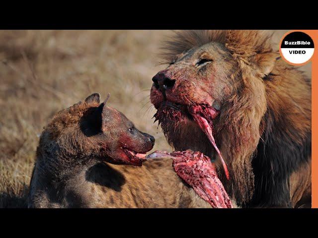 Stealing the Lion's Meal Leads to Becoming the Meal