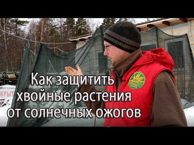 Как защитить хвойные растения от солнечных ожогов