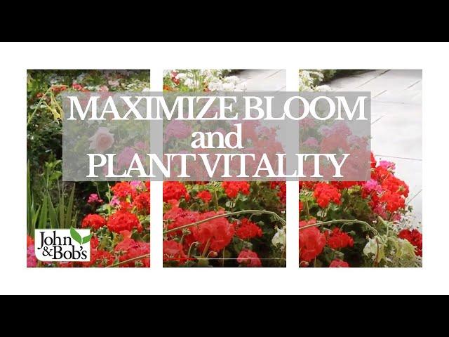 How To Maximize Bloom, Yield and Plant Vitality