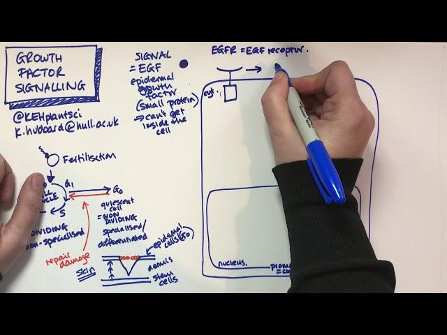 Growth Factor Signalling and Oncogenes