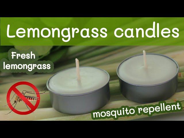 Lemongrass Candle Mosquito Repellent | How To Make A Scented Candle With Fresh Lemongrass