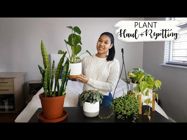 I GOT NEW PLANTS! | Plant Haul | Repotting | Well-draining Soil Mix | South African Youtuber