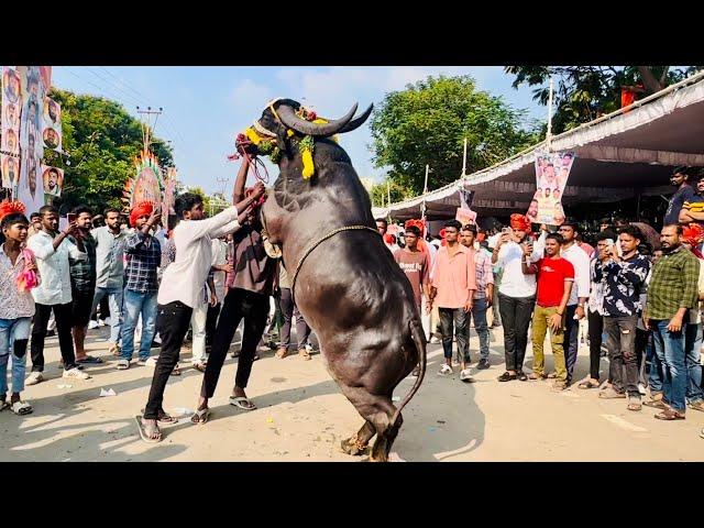 Sadar 2024 | Telangana Sadar Festival 2024 | Sadar Celebrations at Hyderabad | Bulls Festival 2024