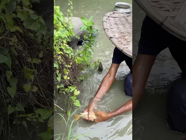 Amazing village Fishing videos #fish #fishing #villagefishing #shorts #foryou #viral #trending