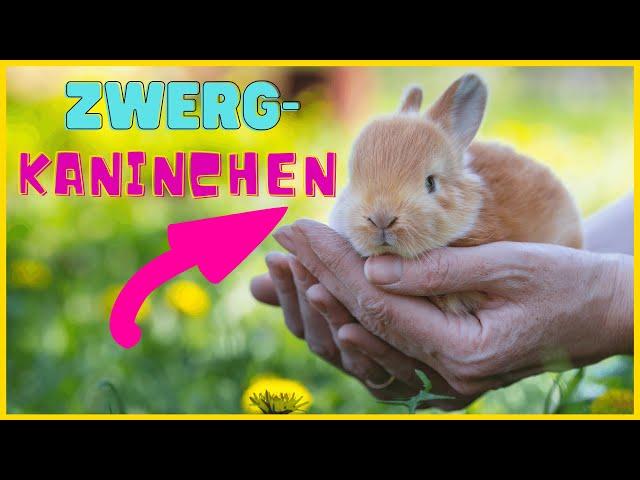 ZWERGKANINCHEN RASSEPORTRAIT | Haltung, Pflege & Gehege