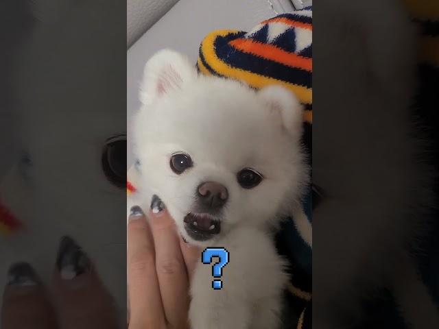 강아지 영혼가출