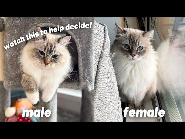 Male or Female Ragdoll? What to do if you already have one and the main differences! + FIOBOC