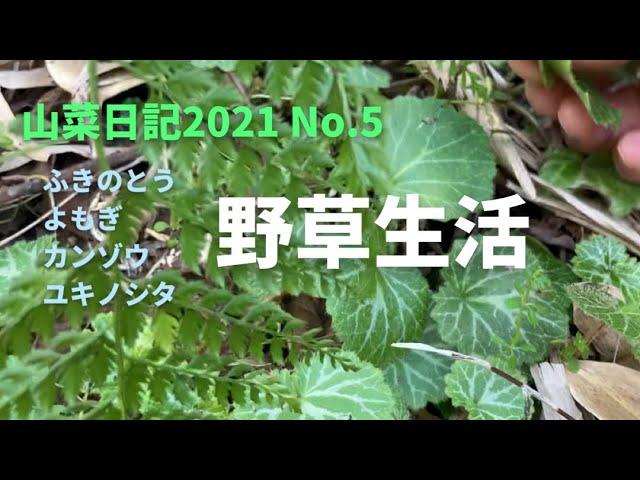 【３月中旬の山菜】最高！山菜日記vol.5