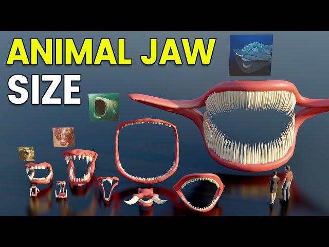 3D Animal Jaw Size Comparison and Teeth Count