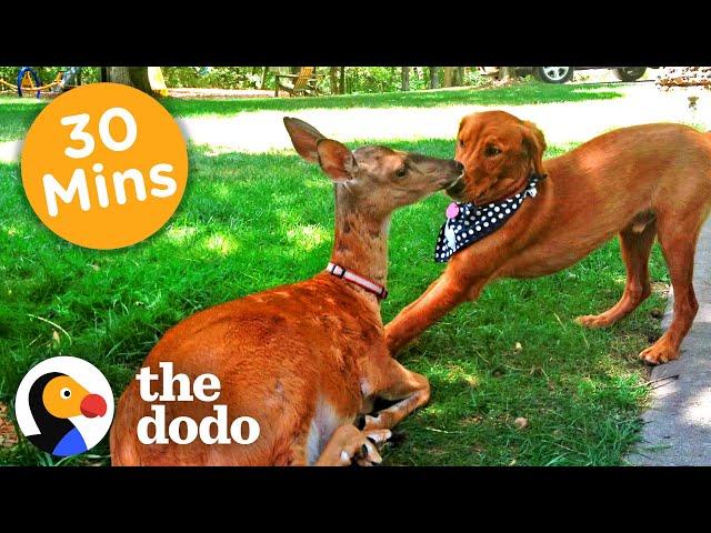 30+ Minutes Of The Oddest Couples You've Ever Seen | The Dodo