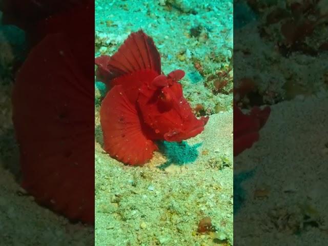 Rhinopias season again in Anilao #rhinopias #fish #Scorpionfish #anilaobatangas