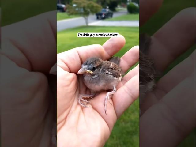 This girl found a baby bird trapped in a net and then raised it with love