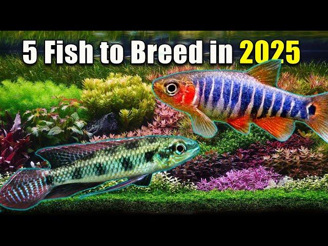 5 Fish to Breed in 2025!