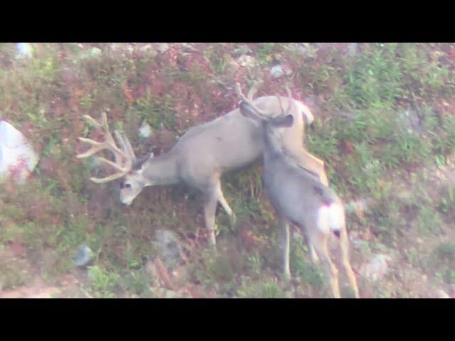 Colorado High Country Mule Deer Solo Hunt