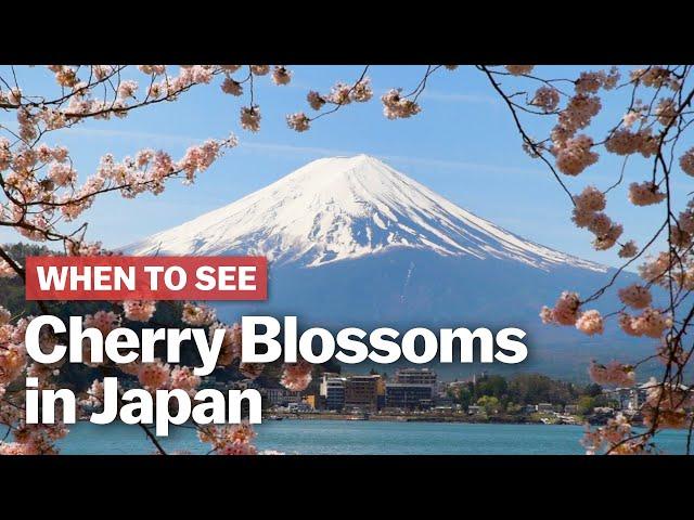 When to See Cherry Blossoms in Japan | japan-guide.com