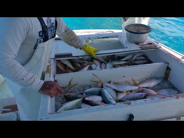 Yellowtail snapper fishing at the keys.