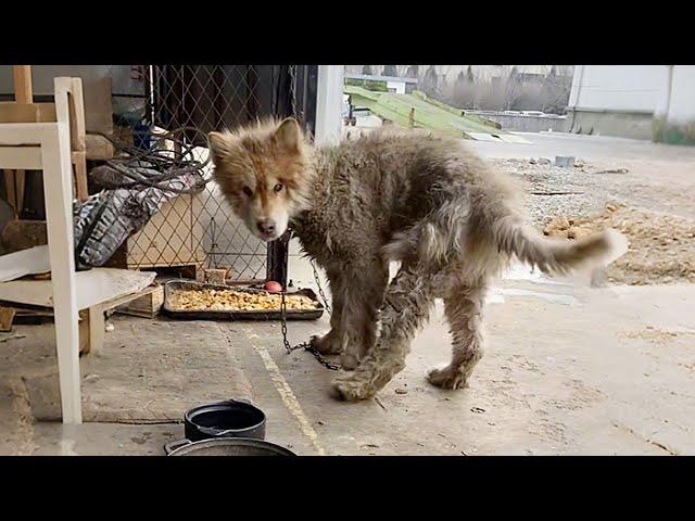 I took home the Alaskan Malamute that guarded the factory for 2 years since it never ate a full meal