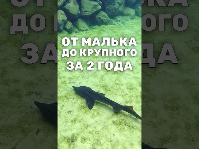 Что нужно Сибирскому осетру? Пруд с осетрами, необходимый минимум для разведения #shorts