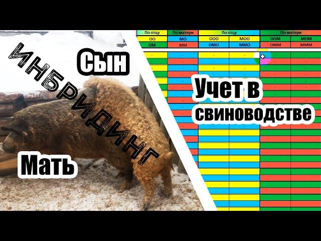 Инбридинг в свиноводстве. Что это? И как его не допустить? | Дневник ЛПХ