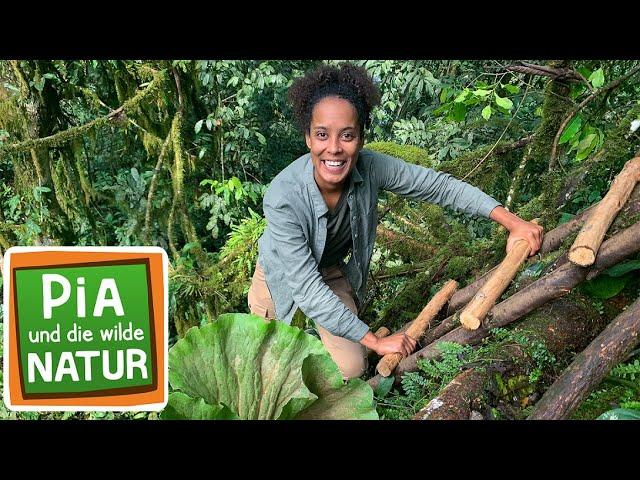 Im Nebelwald der Gorillas | Reportage für Kinder | Pia und die wilde Natur