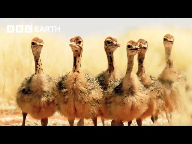 Ostrich Chicks Get First Ever Drink of Water | Animal Babies | BBC Earth Kids