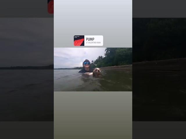 Shih Tzu the swimmer