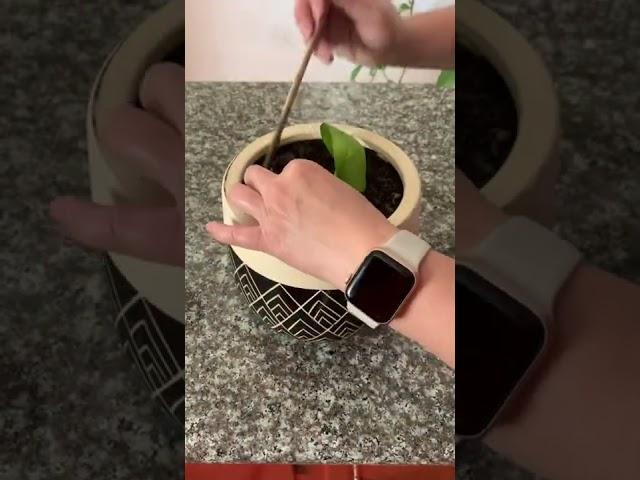 How To Propagate Pothos Plants From Cuttings