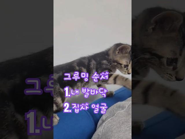집사얼굴그루밍하는 아기고양이 #고양이 #고양이일상 #길냥이