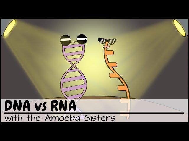 DNA vs RNA (Updated)