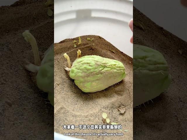 教你如何简单留佛手瓜种！How to store chayote seeds?