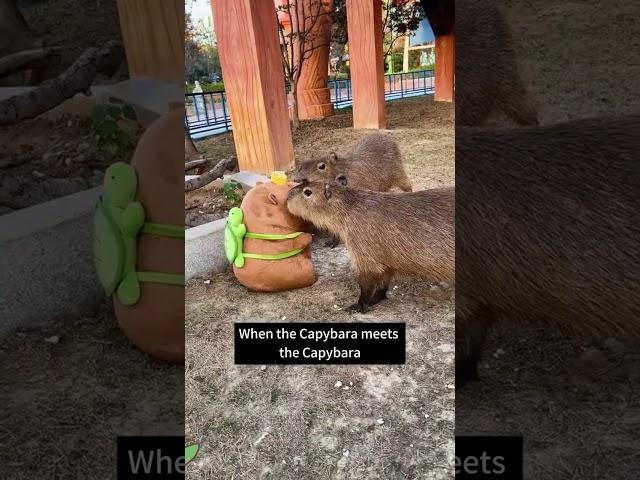 Cuteness Overload: Plush Capybara Meets Real Life Squad!  #capybara #linkinbio
