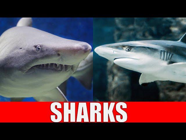 SHARKS for Kids | Learn Different Types of Sharks in the Ocean