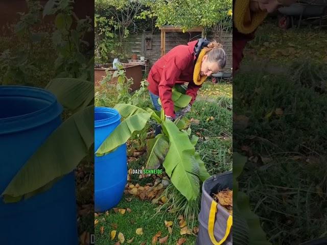 Banane überwintern in nur 5 Minuten!