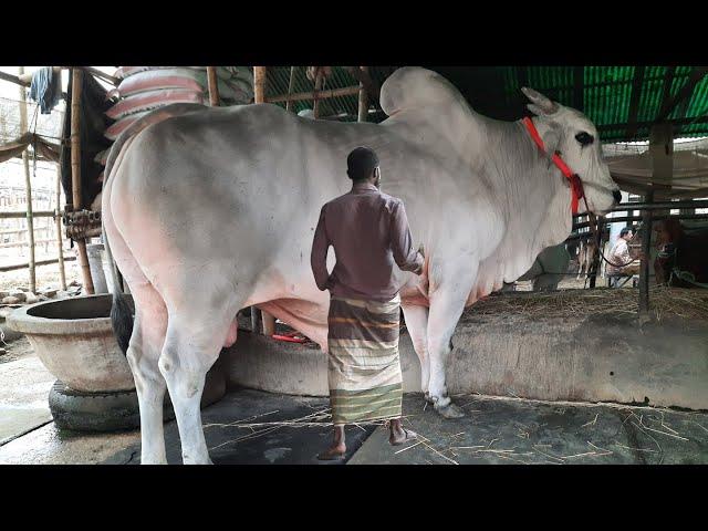 Big Cow in india 2020 -  Biggest Bulls Of The World