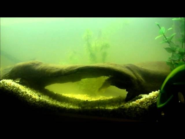 Native Australian Fish Tank 4ft (Murray Cod)