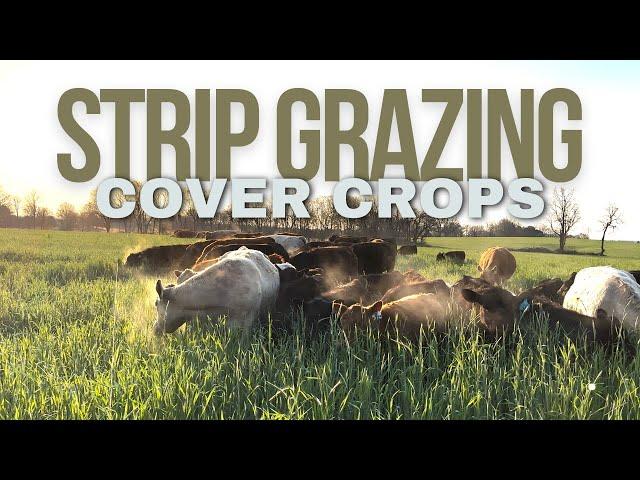 Strip Grazing Winter Cover Crops - March 17, 2024