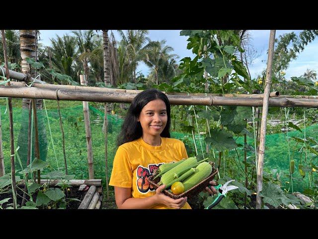 Halos araw- araw na akong nag haharvest sa garden! Pepino, ampalaya at patola+Our 2nd room tour