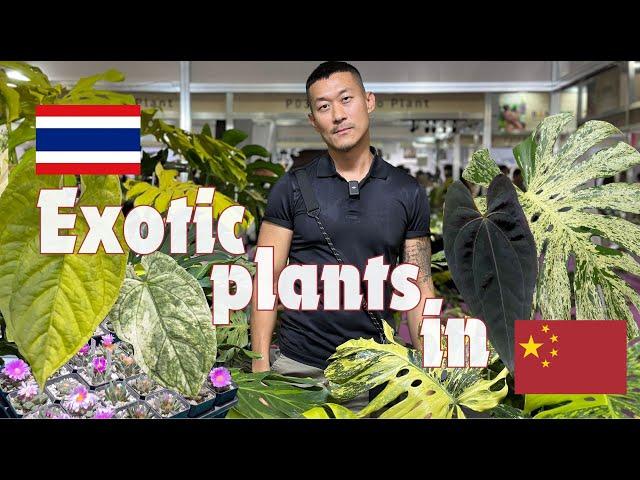 Bangkok International Exotic Plant Show in CHINA | Monsteras | Anthuriums | Platyceriums And More!