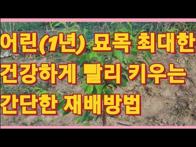 어린(1년, 2년) 묘목 건강하게 빨리 키우는 간단한 재배방법/Raising young Seedlings (농사의신)