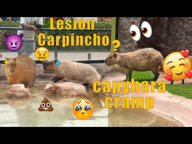 Calambre carpincho - Capybara cramp