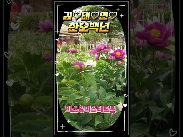 김태연#한오백년#미스&미스터트롯 #가수고유정 tv#Shorts#구독좋아요