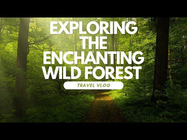 Exploring the Enchanting Wild Forest