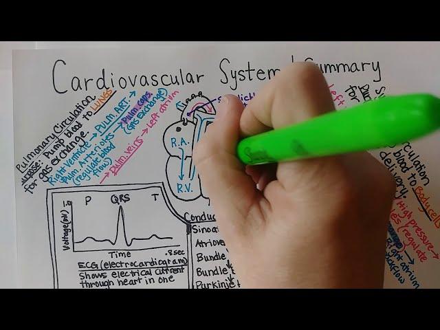 Cardiovascular System | Summary