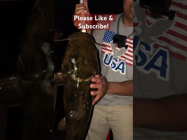 This Flathead Catfish Has a Cool Scar #fishing #shorts