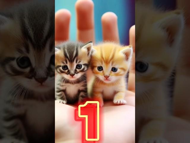 cute cat  || #shortsfeed #mycutecatabm #cuteanimal #cutecatvideosong  wp-21